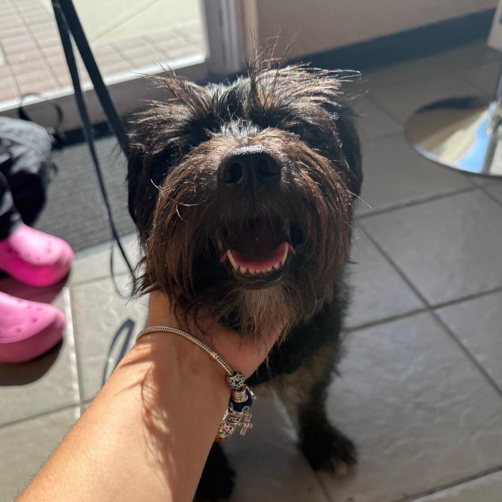 Enlarge Mikell, a Adoptable Miniature Schnauzer in Newark, NJ image 2/4