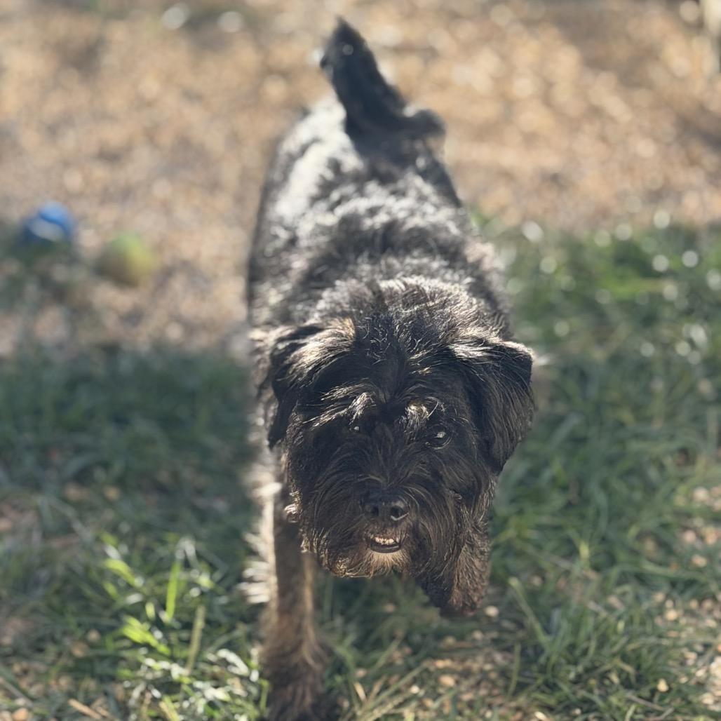 Enlarge Mikell, a Adoptable Miniature Schnauzer in Newark, NJ image 3/4