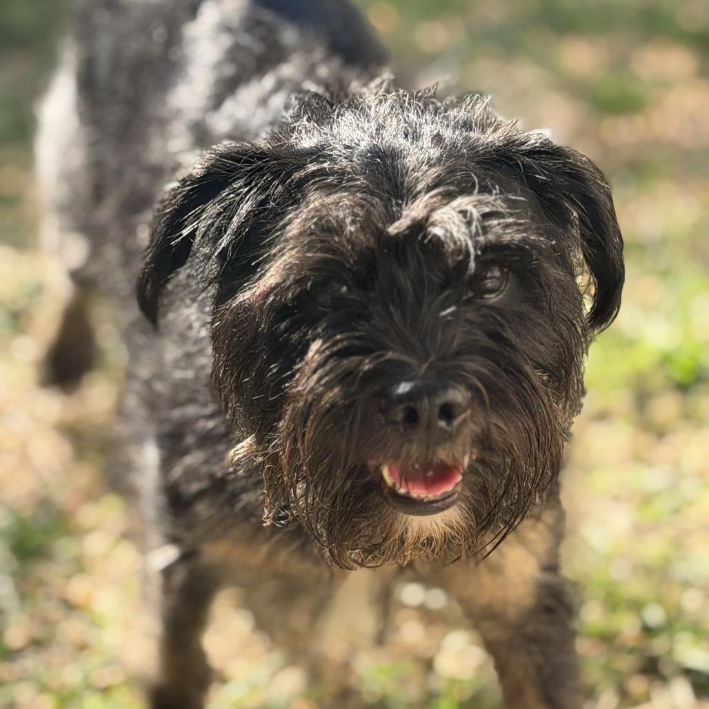 Enlarge Mikell, a Adoptable Miniature Schnauzer in Newark, NJ image 4/4
