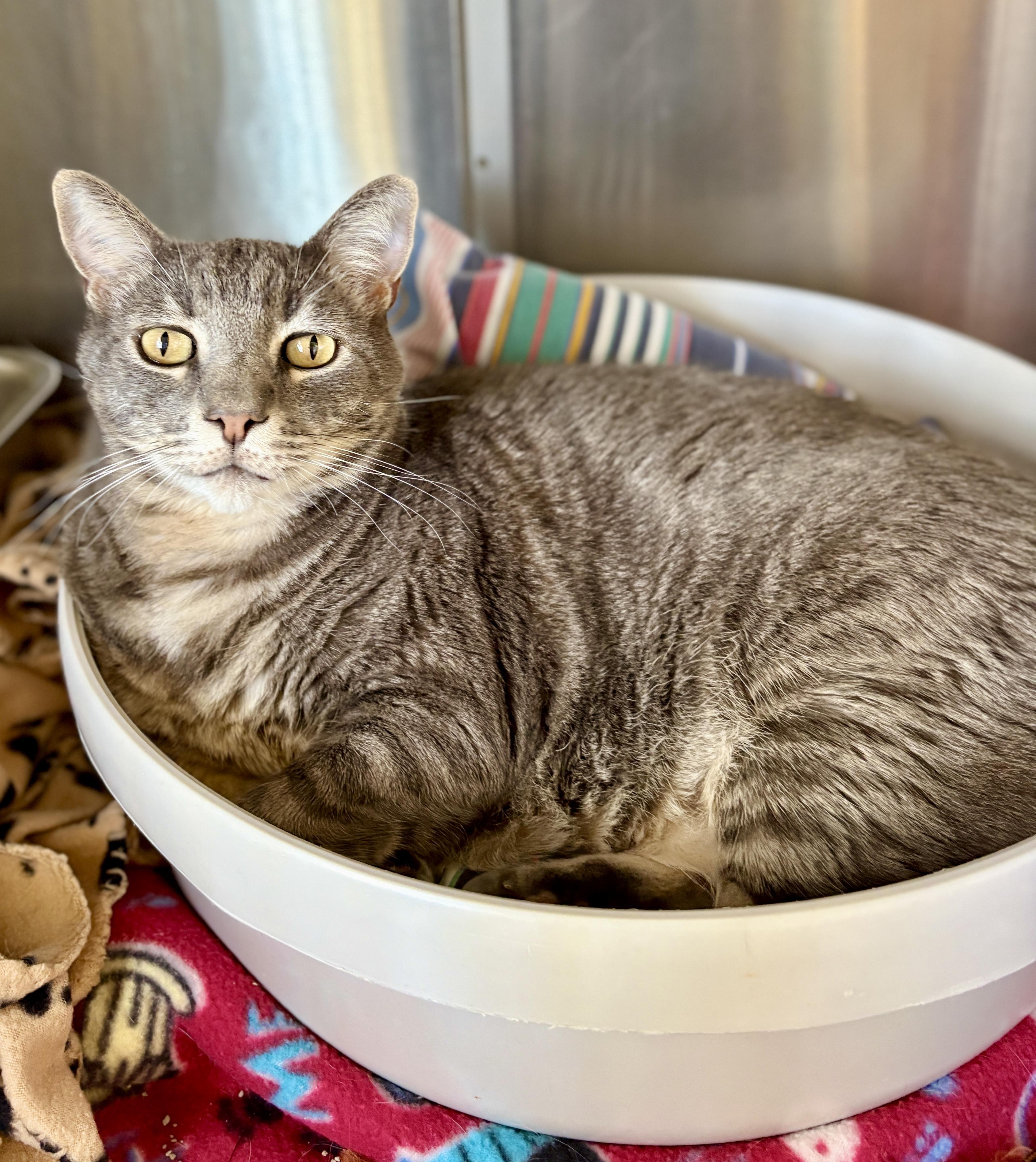 Enlarge ORION, an adopted Tabby in Prescott, AZ image 2/5