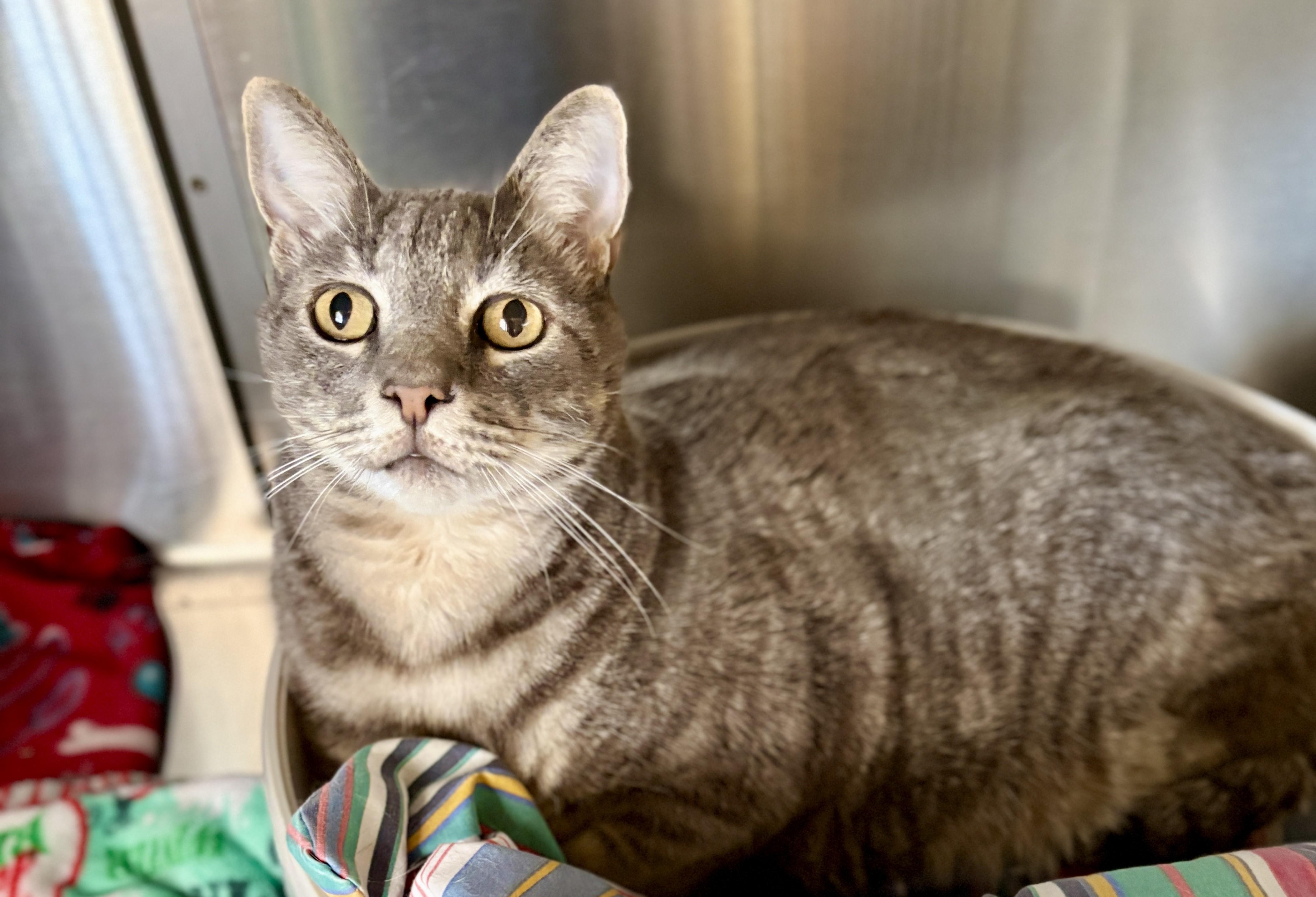 Enlarge ORION, an adopted Tabby in Prescott, AZ image 5/5