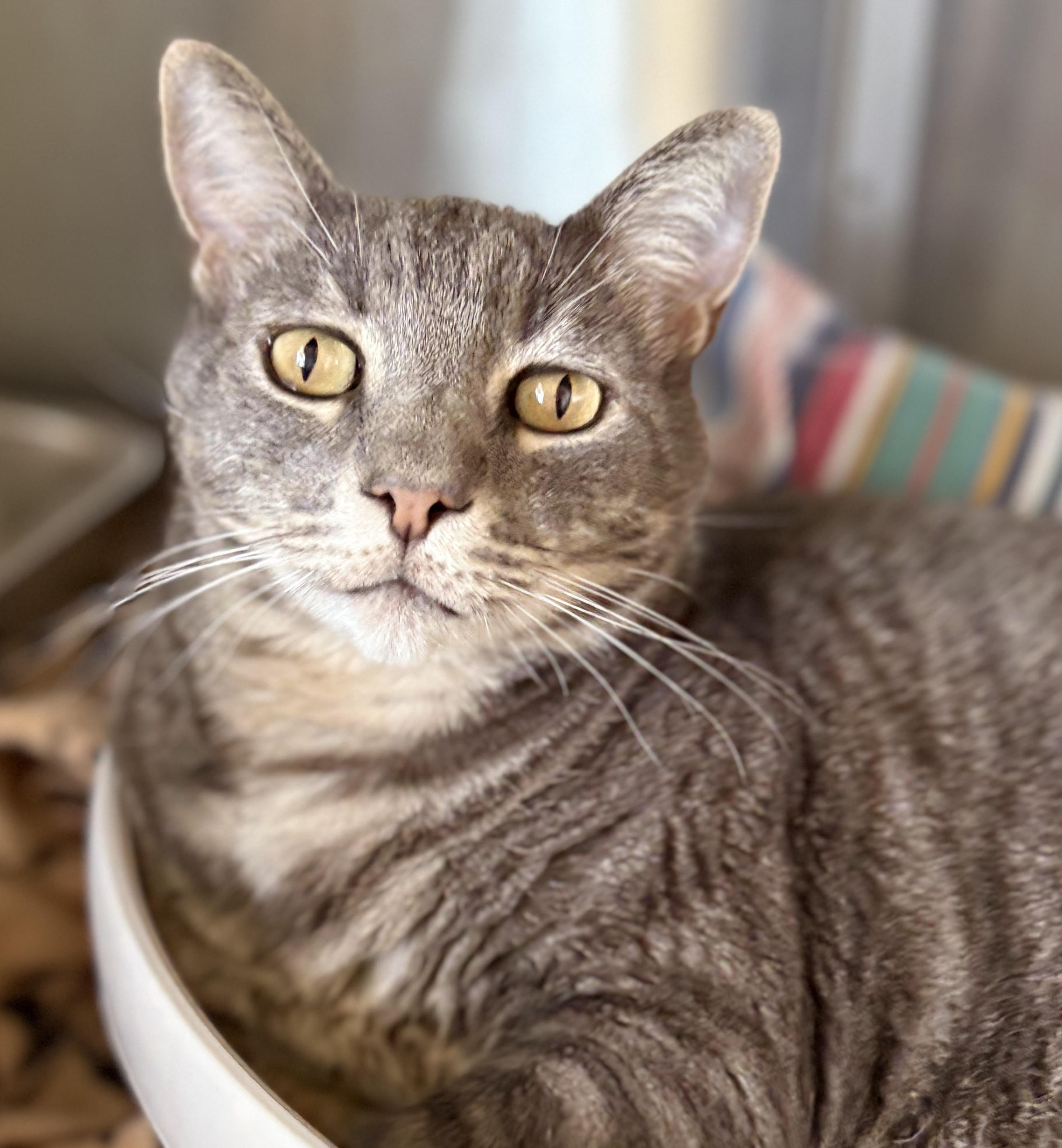 Enlarge ORION, an adopted Tabby in Prescott, AZ image 1/5