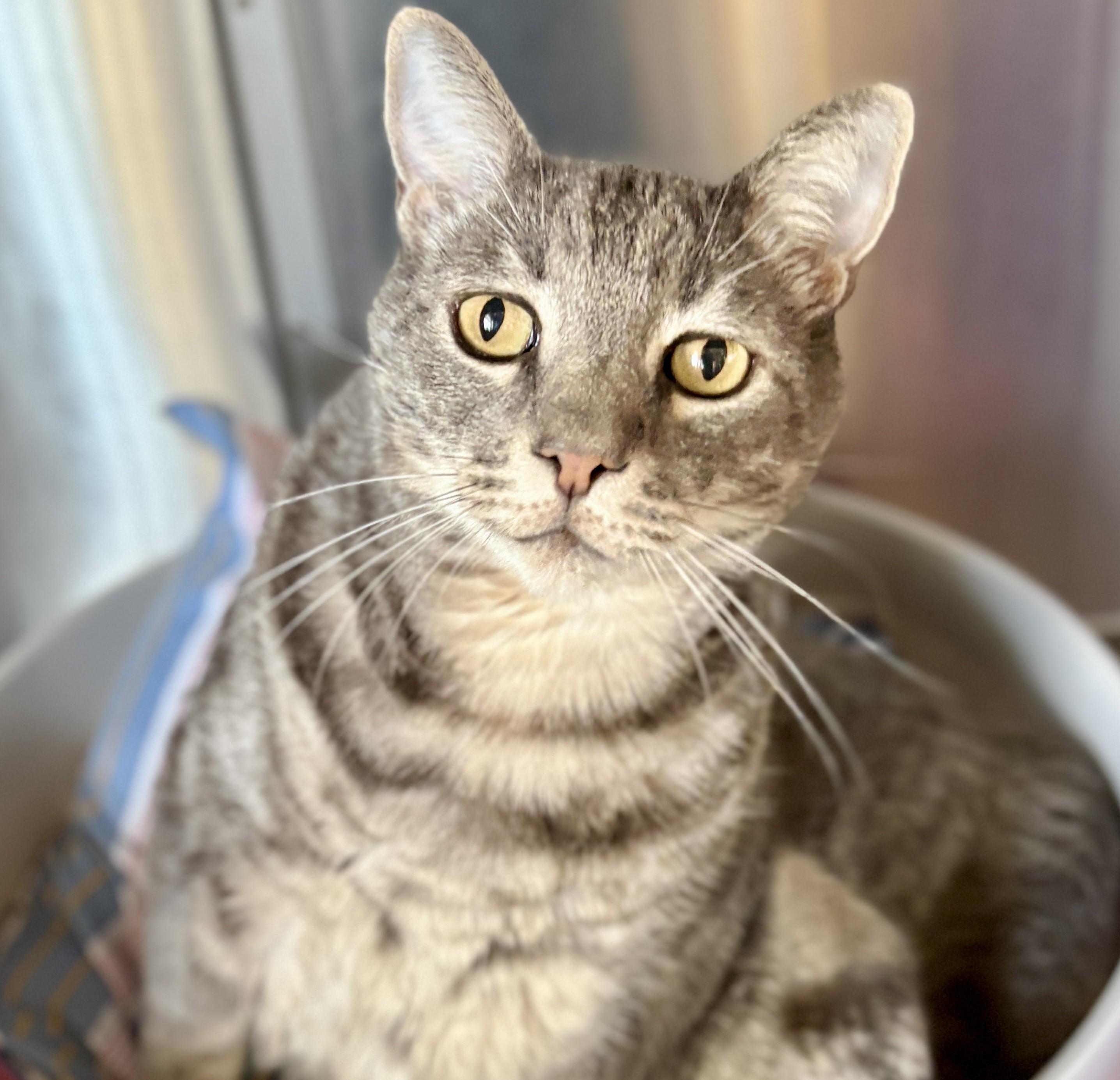 Enlarge ORION, an adopted Tabby in Prescott, AZ image 4/5