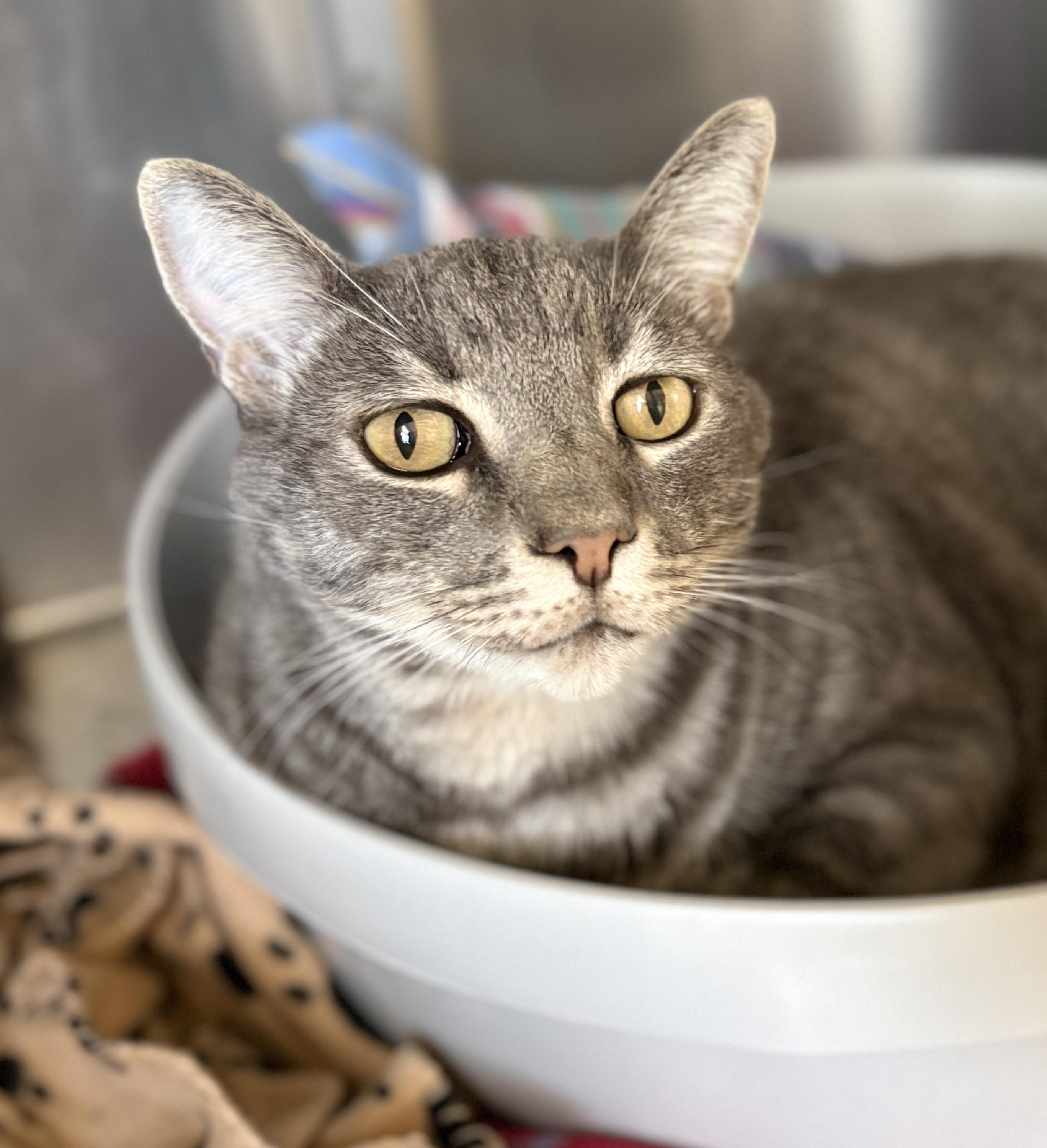 Enlarge ORION, an adopted Tabby in Prescott, AZ image 3/5