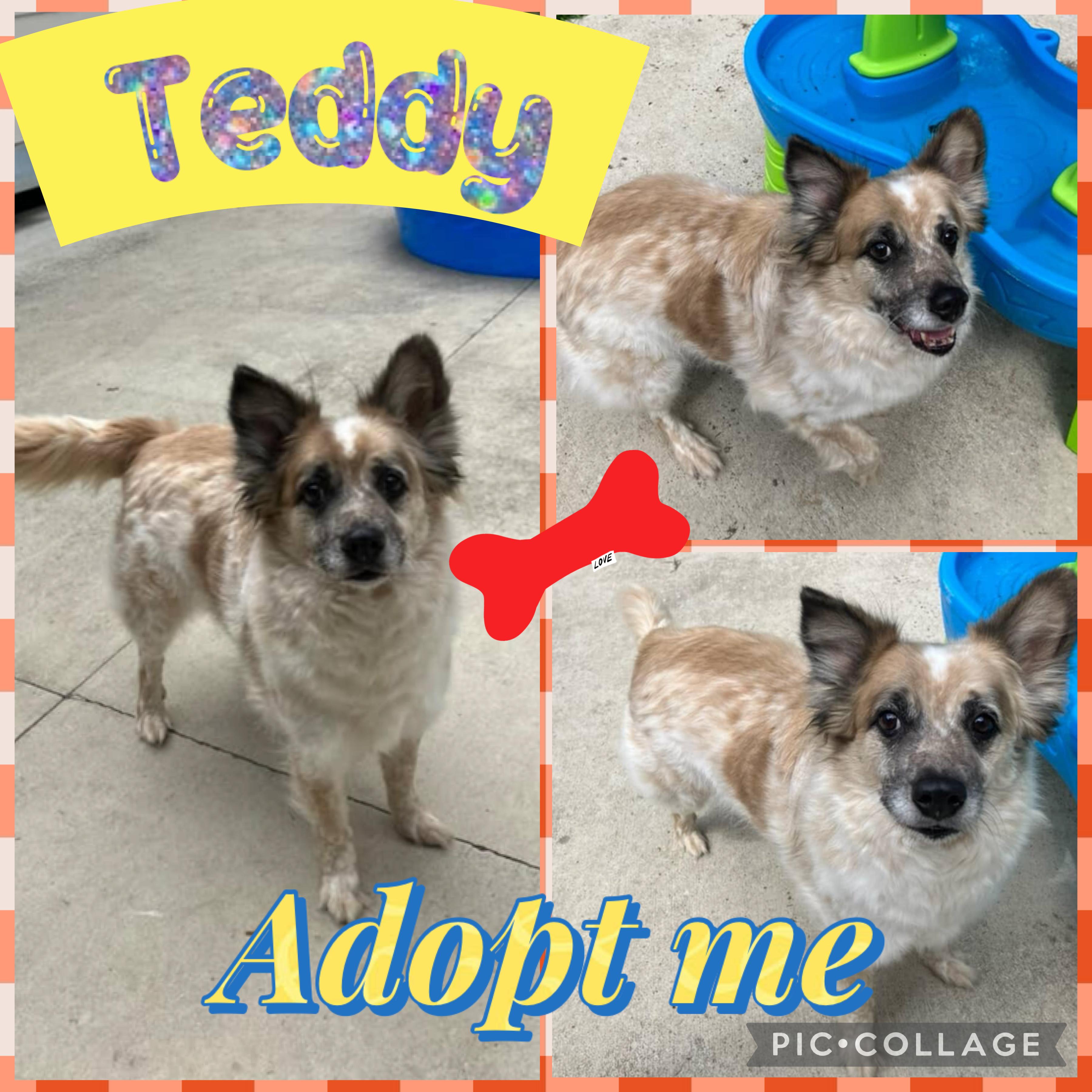 Teddy, a ADOPTABLE mixed breed in Mandeville, LA image 2/2