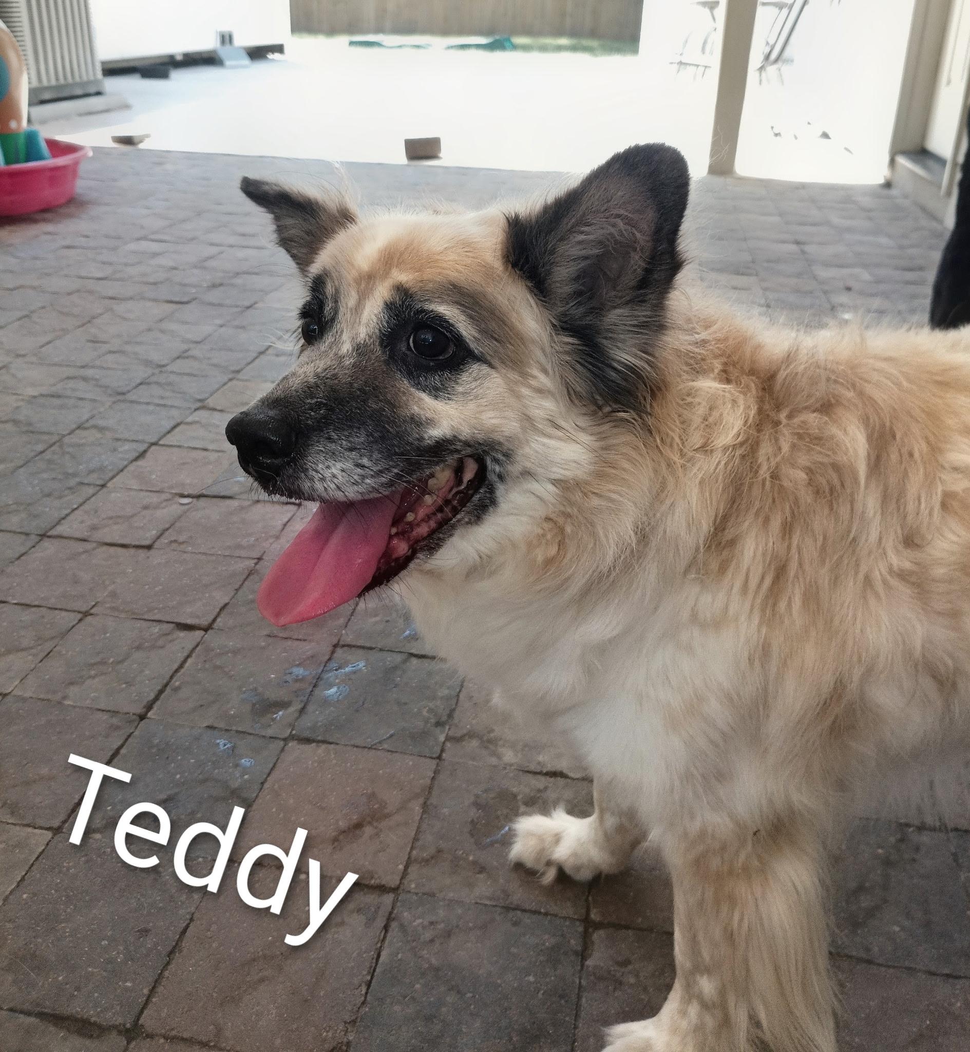 Teddy, ADOPTABLE, Adult Male Australian Cattle Dog / Blue Heeler & Collie.