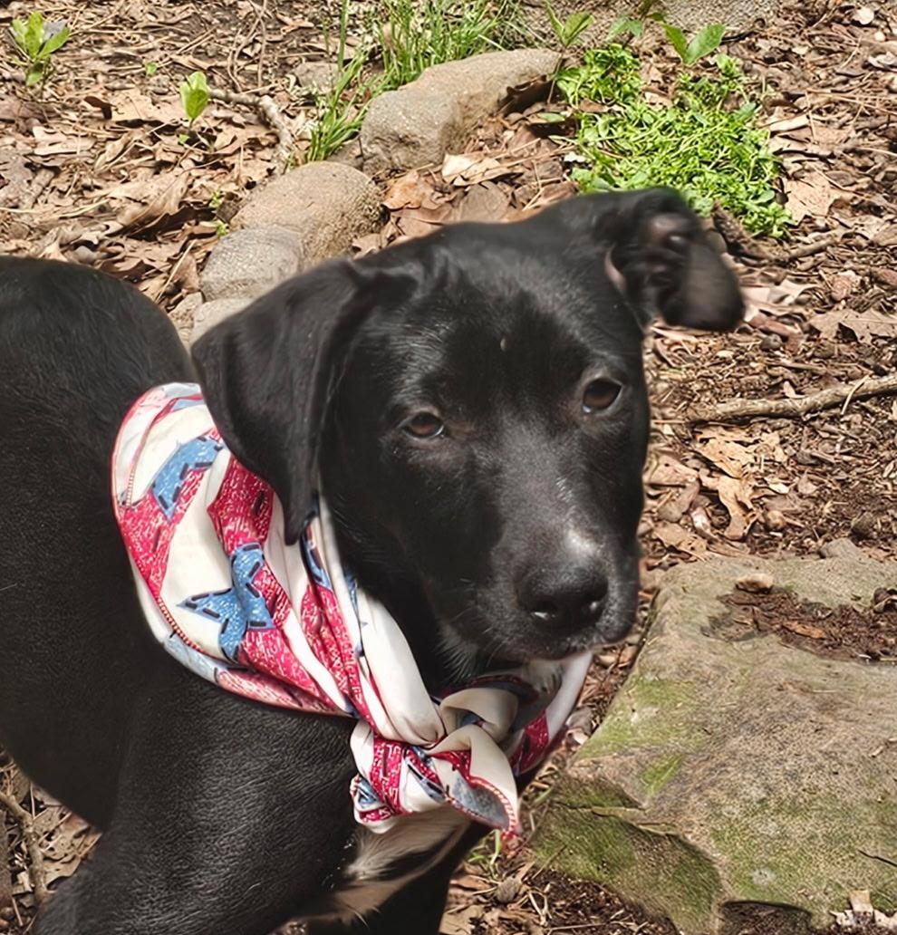 Ember, a ADOPTABLE mixed breed in Warren, RI image 1/6