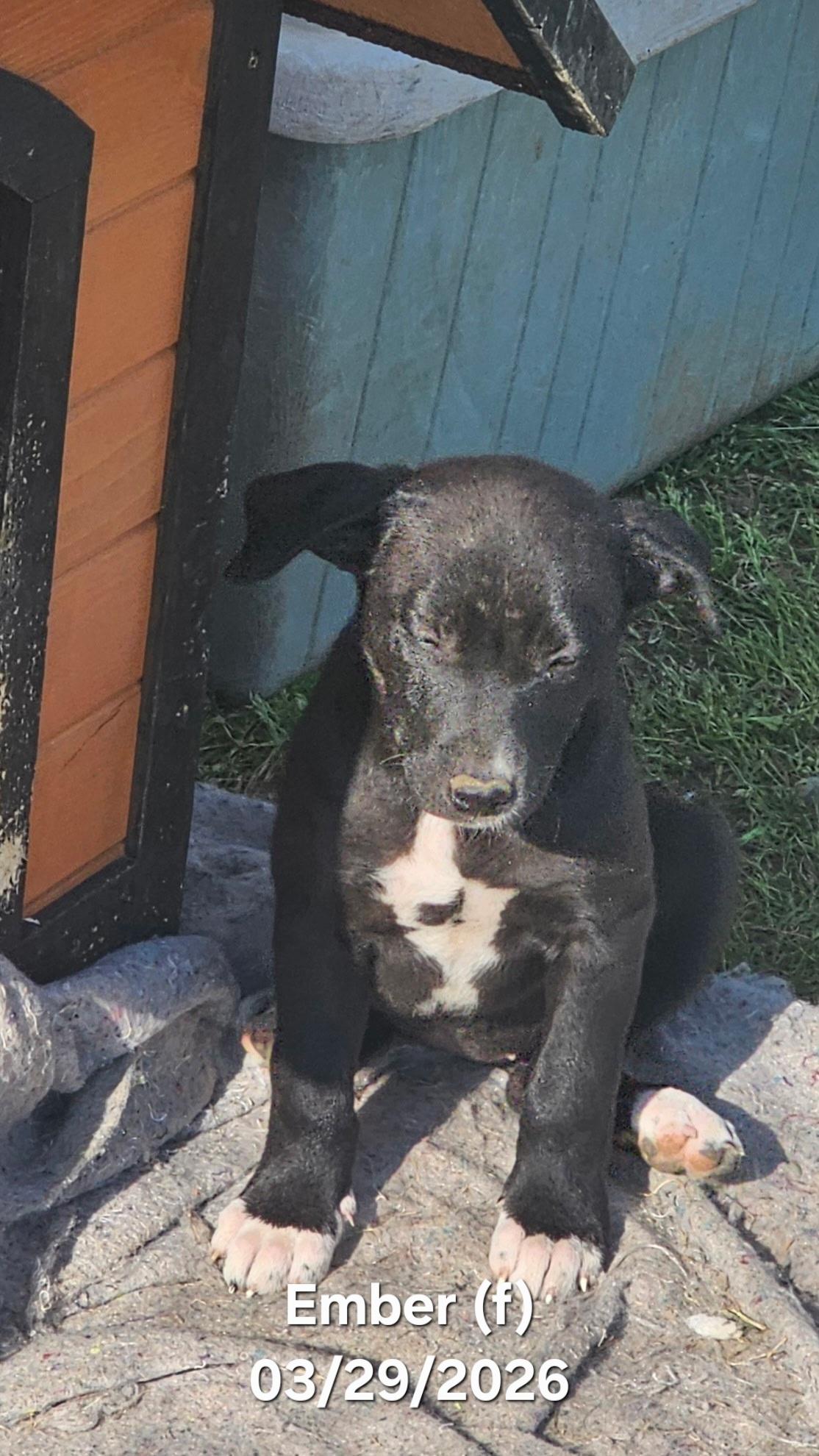 Enlarge Ember, a ADOPTABLE mixed breed in Warren, RI image 2/5