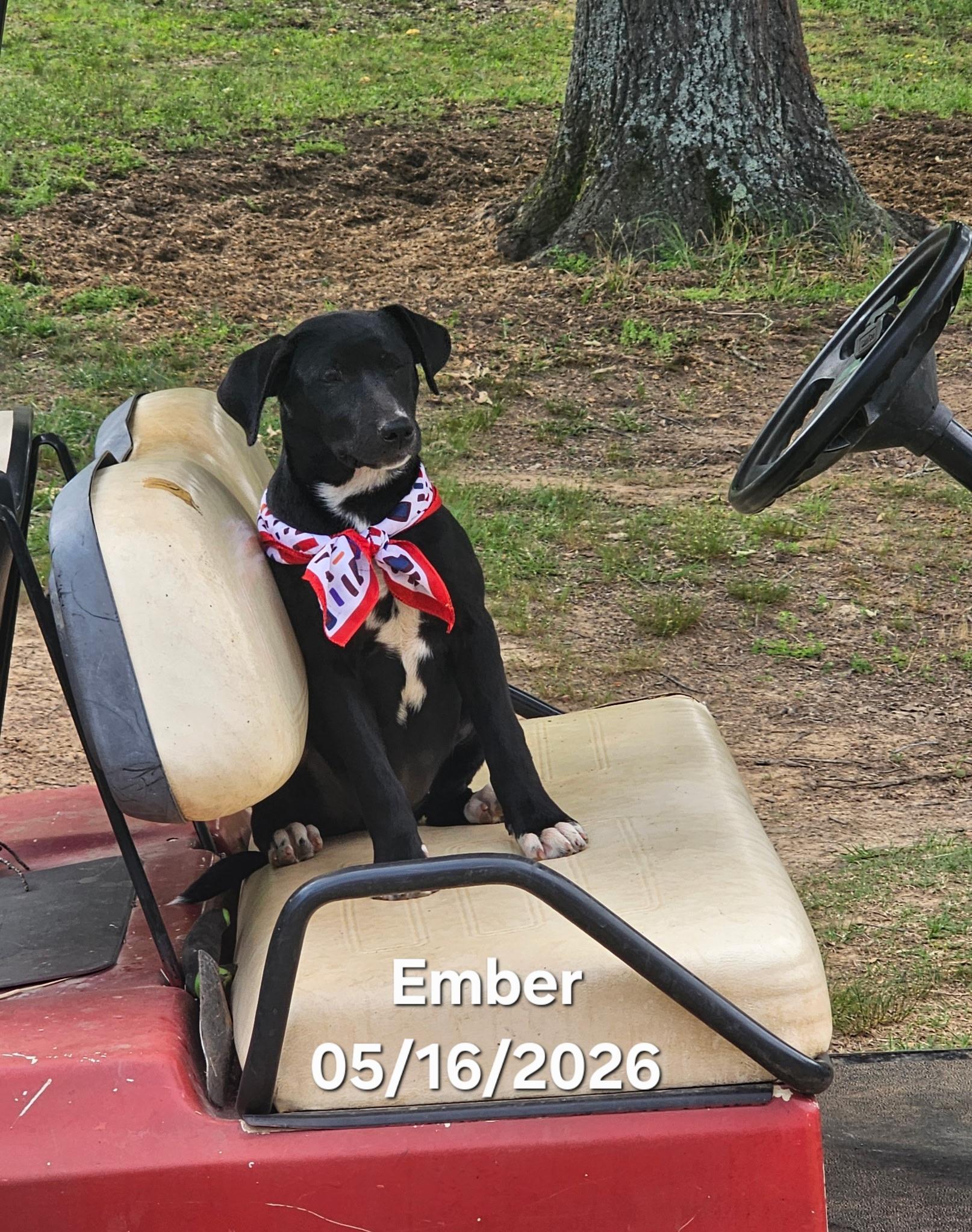 Ember, a ADOPTABLE mixed breed in Warren, RI image 3/6