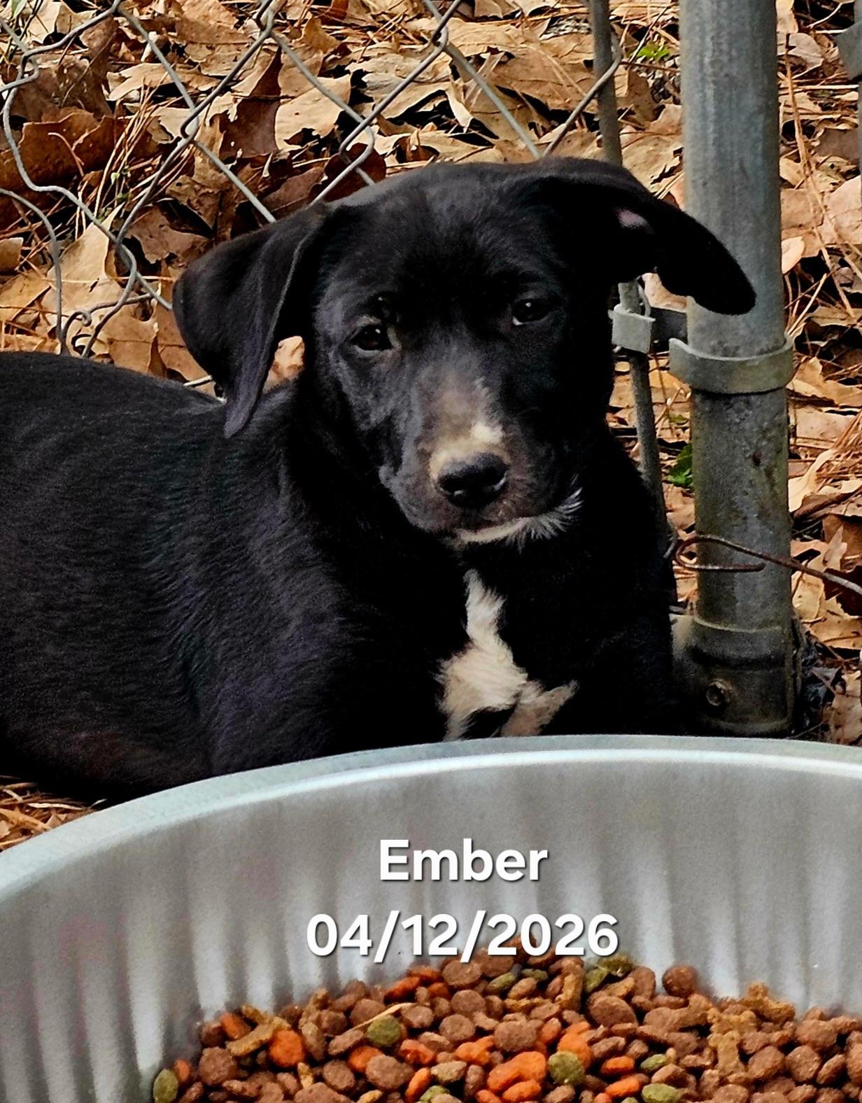 Enlarge Ember, a ADOPTABLE mixed breed in Warren, RI image 1/5