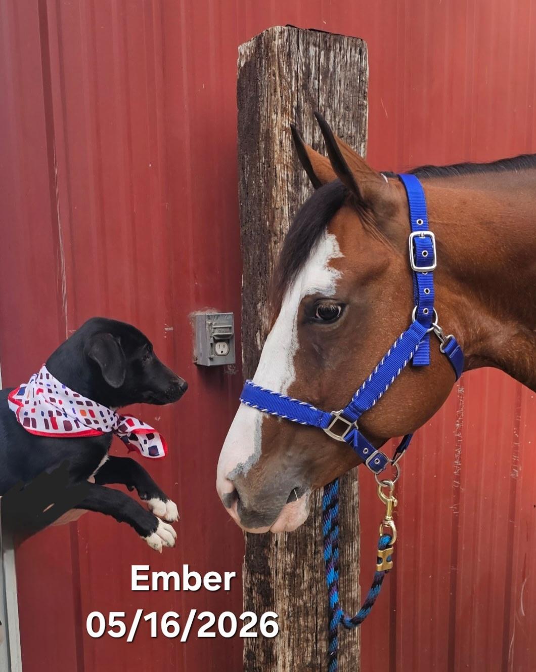 Ember, a ADOPTABLE mixed breed in Warren, RI image 5/6