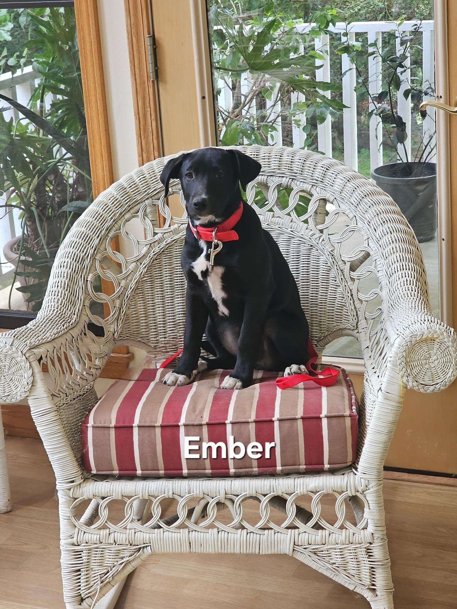 Ember, a ADOPTABLE mixed breed in Warren, RI image 6/6
