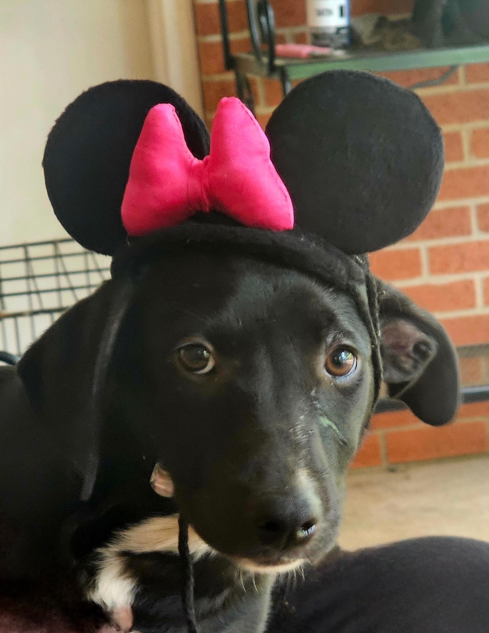 Ember, a ADOPTABLE mixed breed in Warren, RI image 2/6