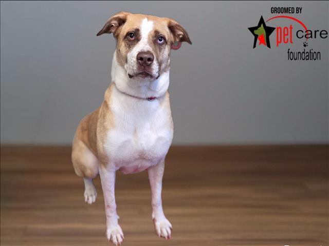 Enlarge EMBER, a Adoptable mixed breed in Los Angeles, CA image 1/1