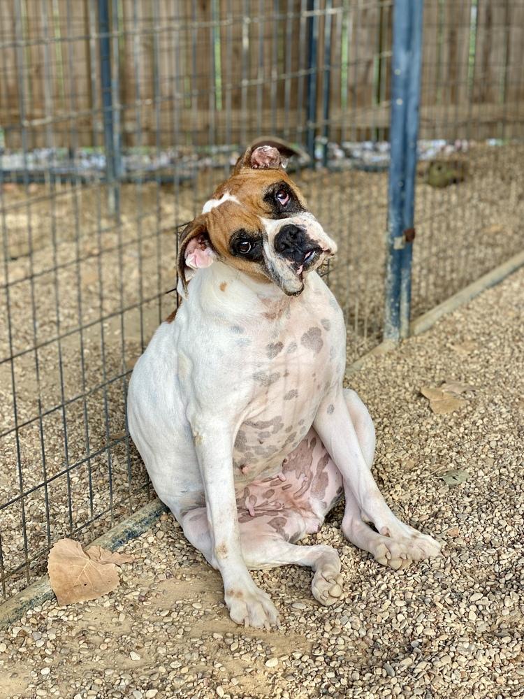 Enlarge Scarlett II, a Adoptable Boxer in Hewitt, TX image 1/6