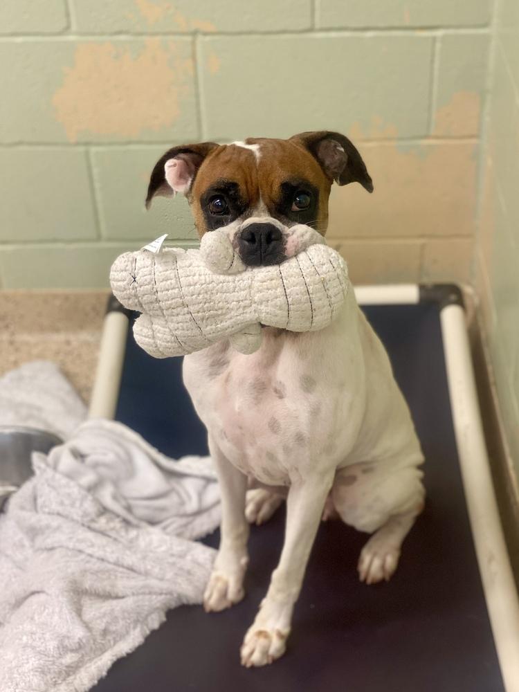 Enlarge Scarlett II, a Adoptable Boxer in Hewitt, TX image 2/6