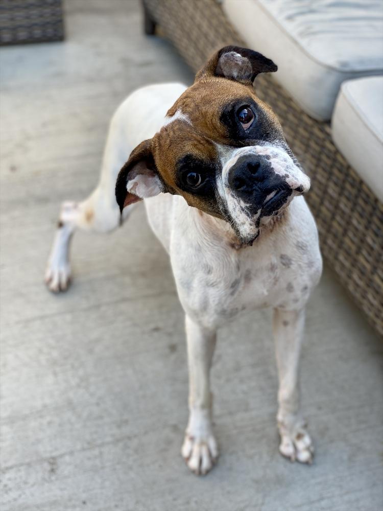 Enlarge Scarlett II, a Adoptable Boxer in Hewitt, TX image 3/6