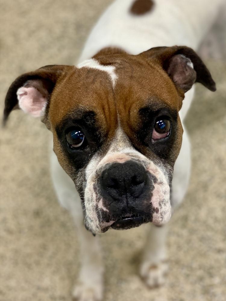 Enlarge Scarlett II, a Adoptable Boxer in Hewitt, TX image 4/6