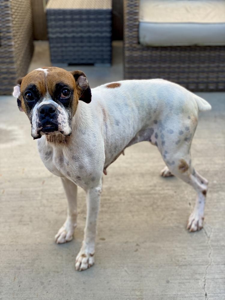 Enlarge Scarlett II, a Adoptable Boxer in Hewitt, TX image 5/6