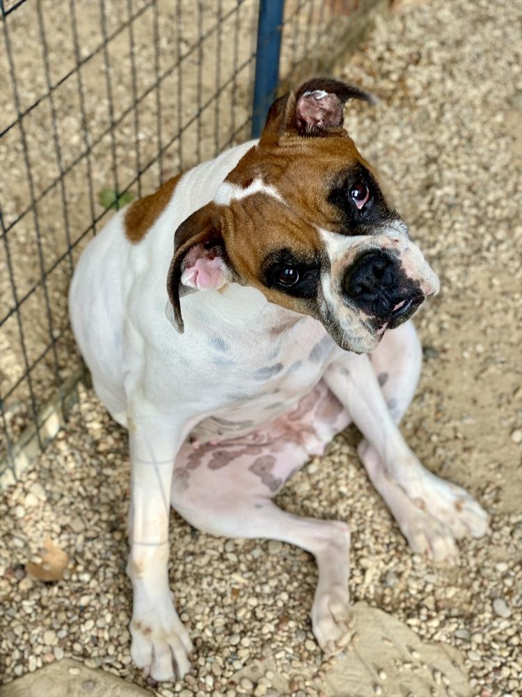 Enlarge Scarlett II, a Adoptable Boxer in Hewitt, TX image 6/6