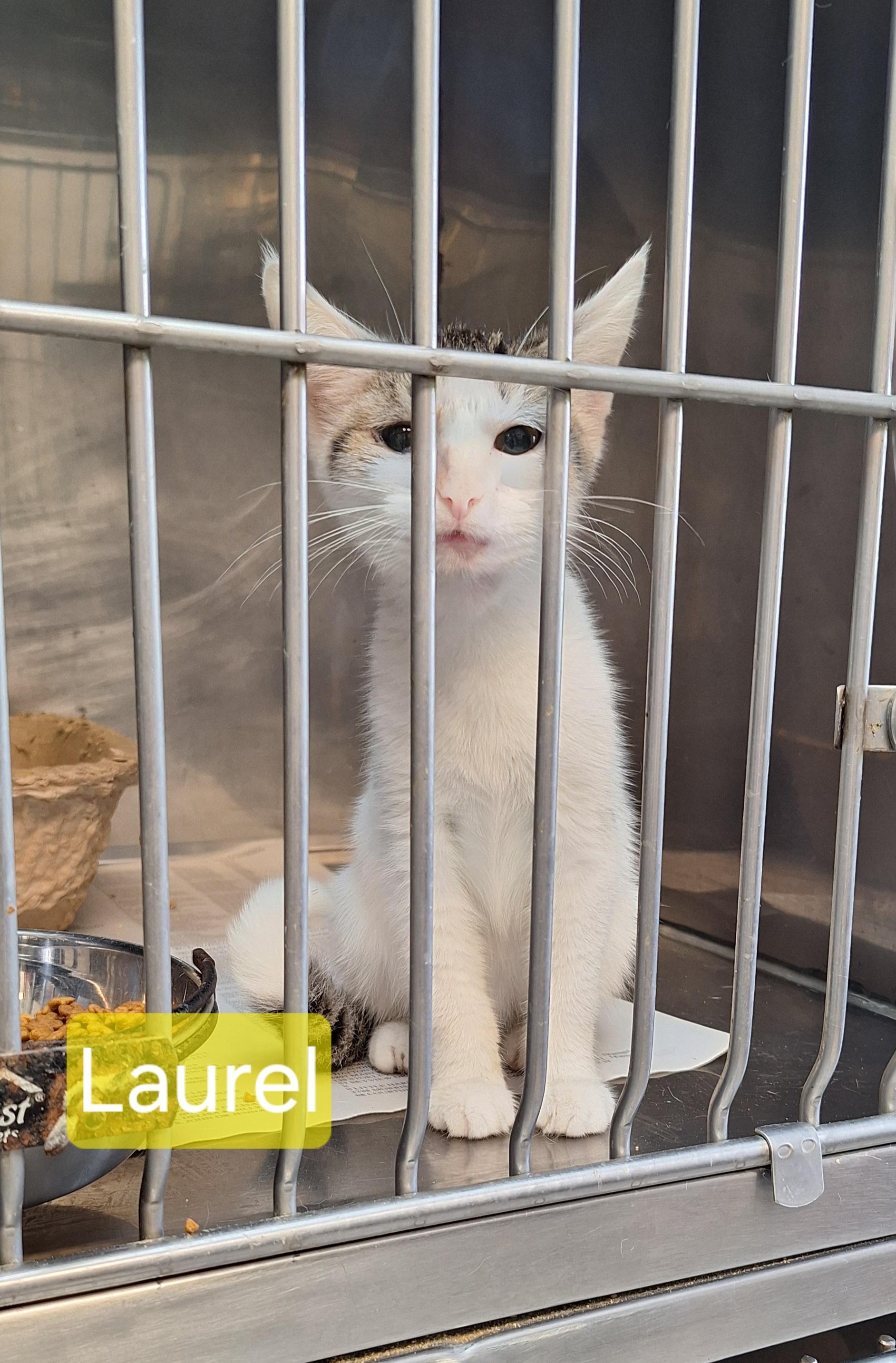 Laurel
