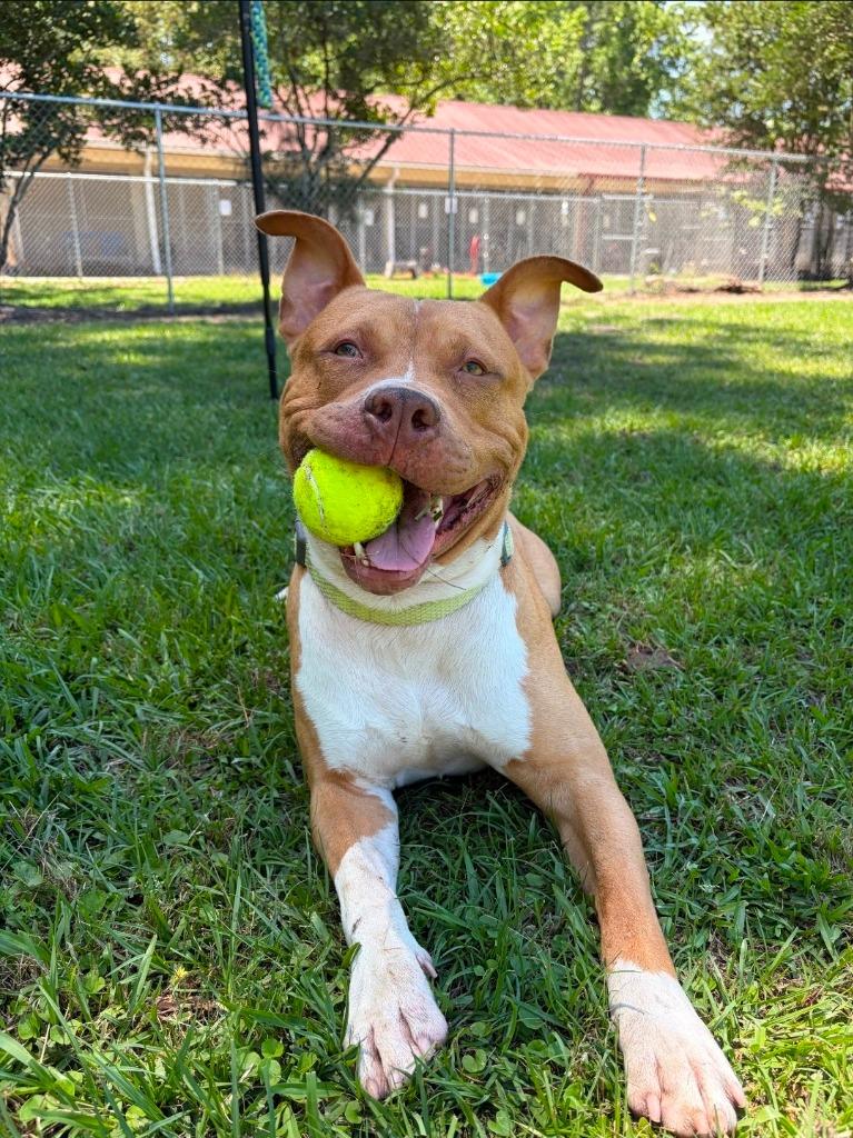 Enlarge Whiskey, a Adoptable Pit Bull Terrier in Hardeeville, SC image 1/2