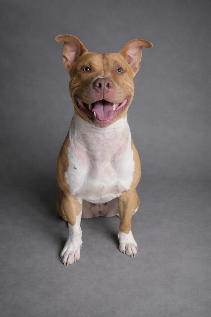 Enlarge Whiskey, a Adoptable Pit Bull Terrier in Hardeeville, SC image 1/1