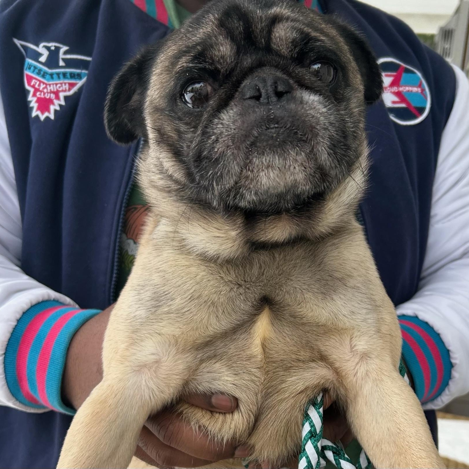 Buster, adopted, Adult Male Pug.
