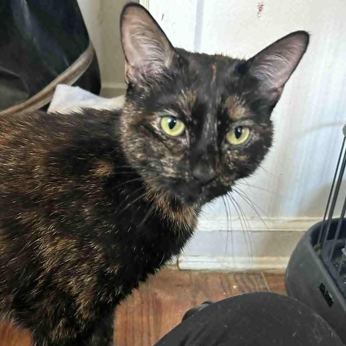 Enlarge Rebecca, a ADOPTABLE Tortoiseshell in Huntington, NY image 2/2