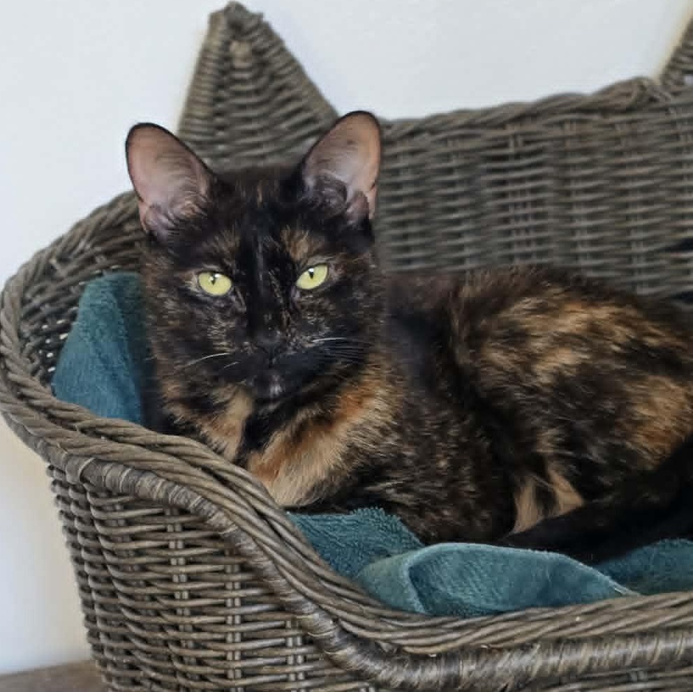 Enlarge Rebecca, a ADOPTABLE Tortoiseshell in Huntington, NY image 1/5