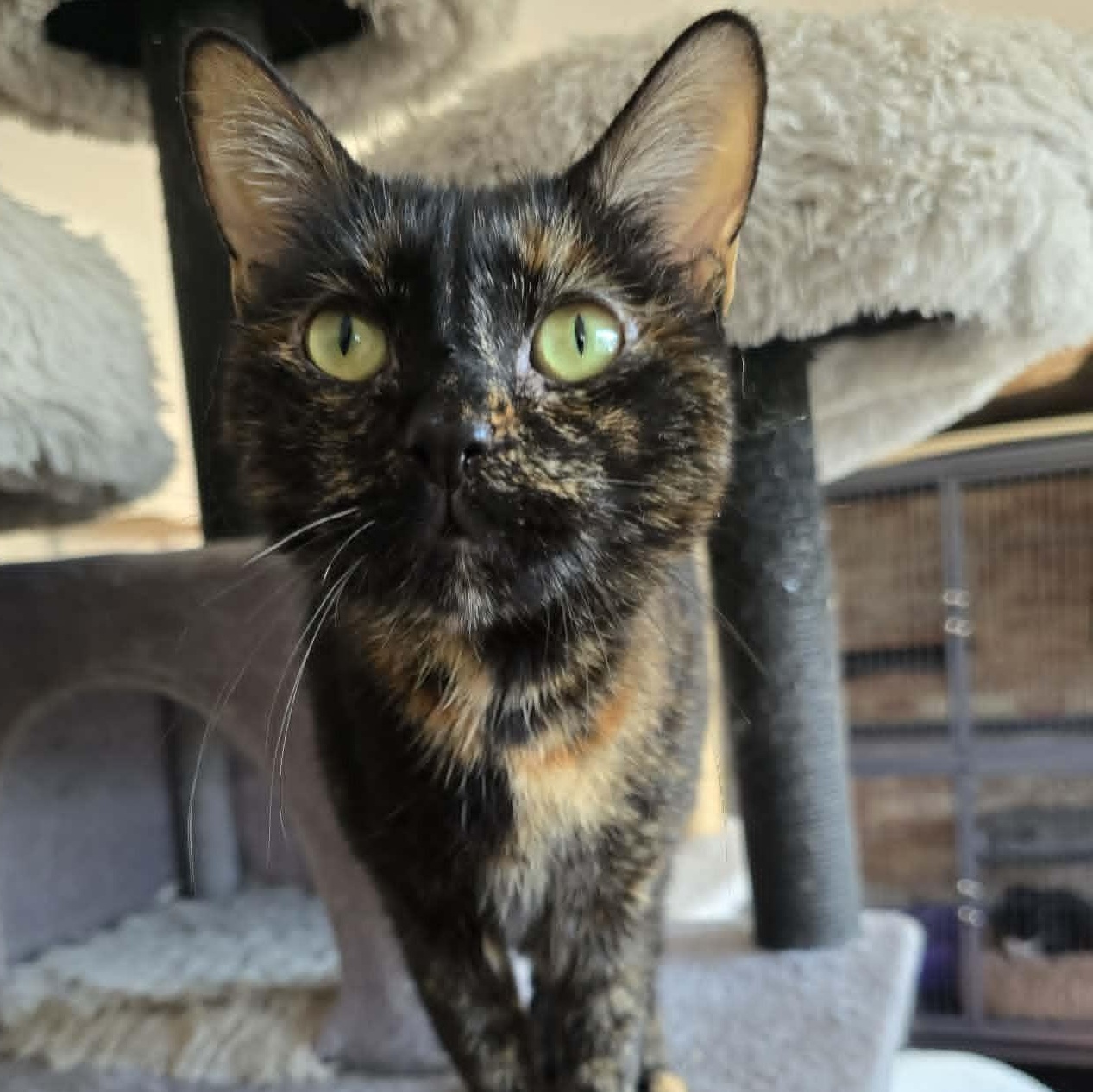 Rebecca, ADOPTABLE, Adult Female Tortoiseshell.