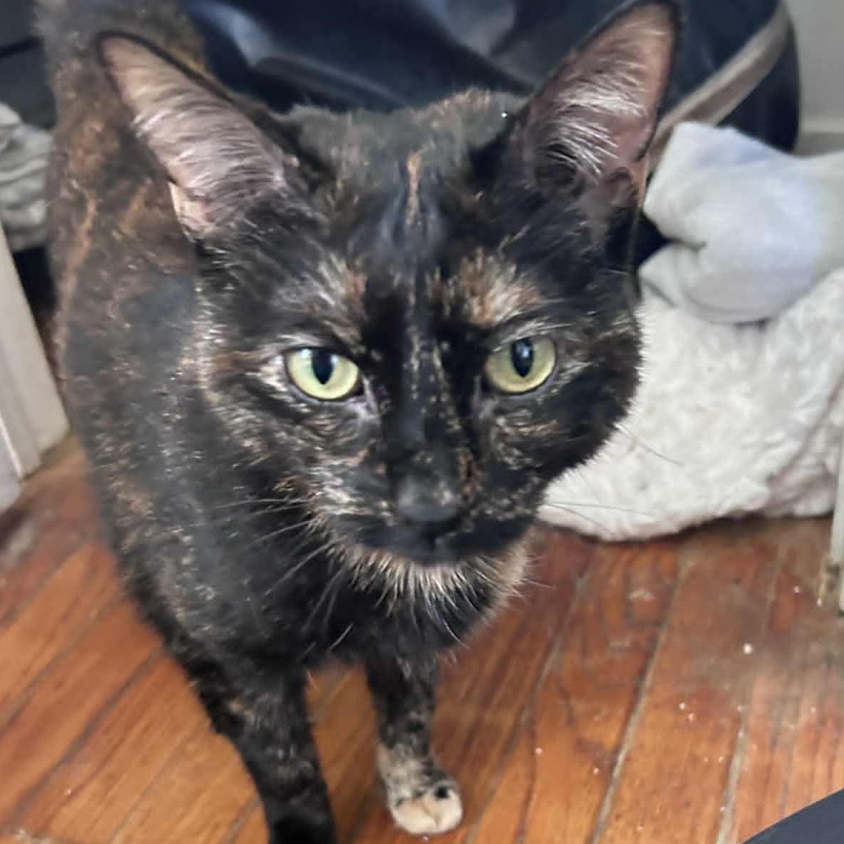 Rebecca, ADOPTABLE, Adult Female Tortoiseshell.