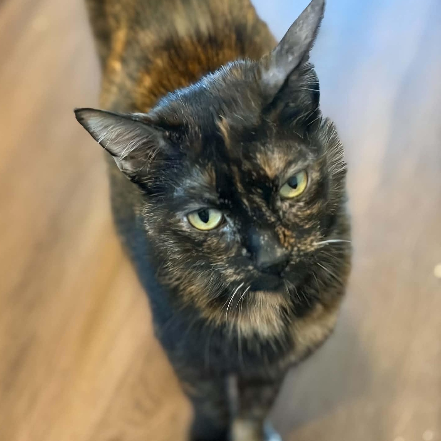 Enlarge Rebecca (lap cat), a Adopted Tortoiseshell in Huntington, NY image 6/6