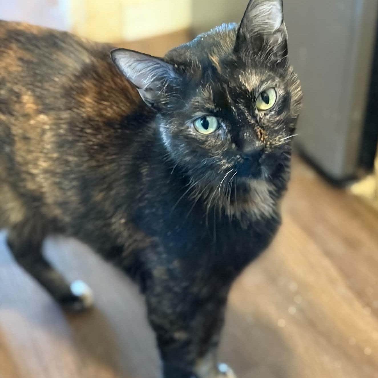 Rebecca (lap cat), Adopted, Adult Female Tortoiseshell.