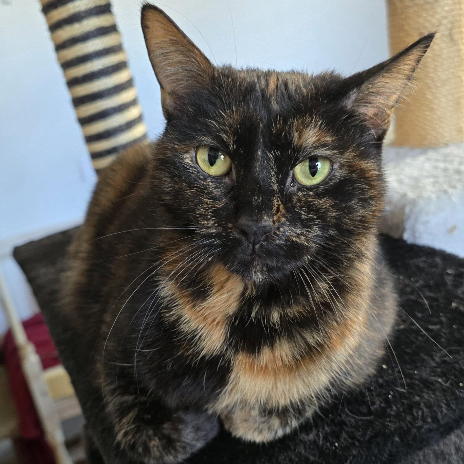 Rebecca, a ADOPTABLE Tortoiseshell in Huntington, NY image 2/4
