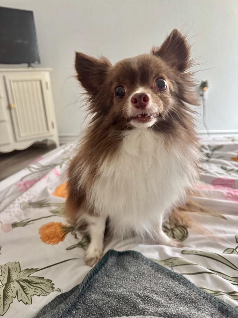 Muchacho (Chacho), Adoptable, Senior Male Chihuahua & Pomeranian.