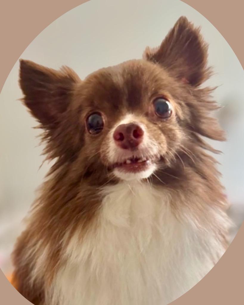 Muchacho (Chacho), a Adoptable mixed breed in Bryan, TX image 2/4
