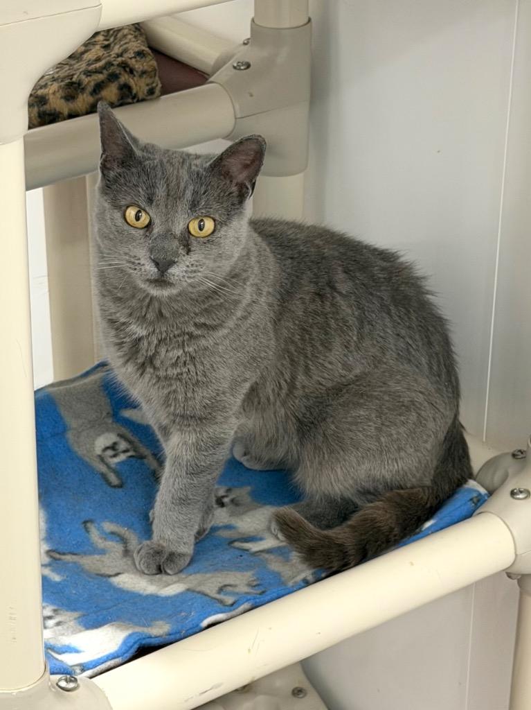 Boop, Adoptable, Young Female Domestic Short Hair.