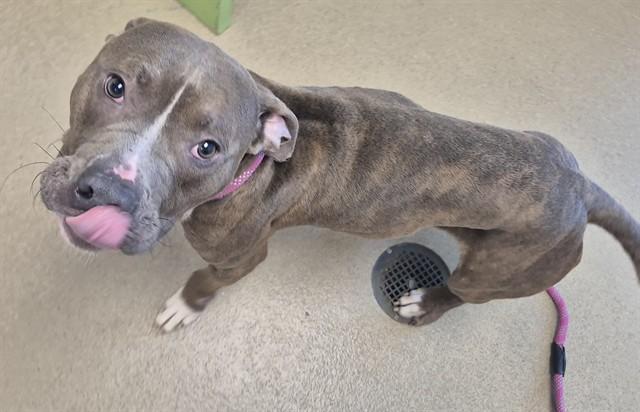 Enlarge HOMIE, a Adoptable Pit Bull Terrier in Decatur, IL image 1/1