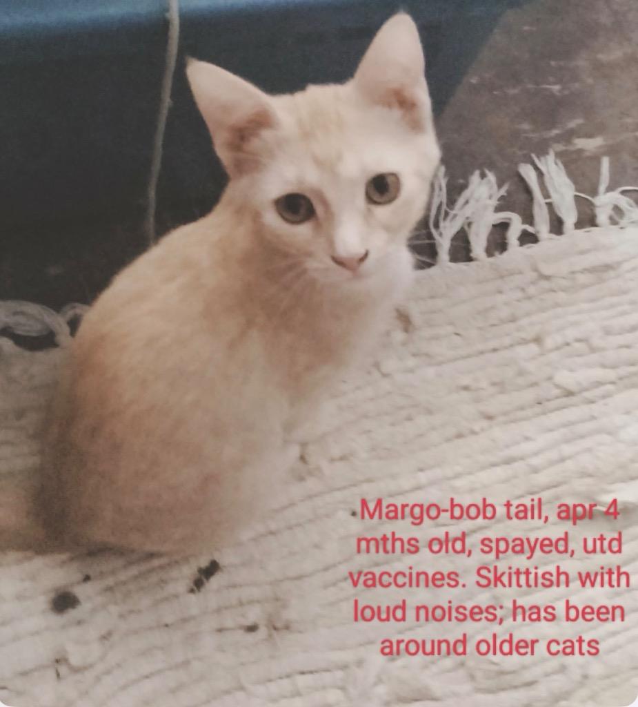 Margo, Adopted, Kitten Female American Bobtail.