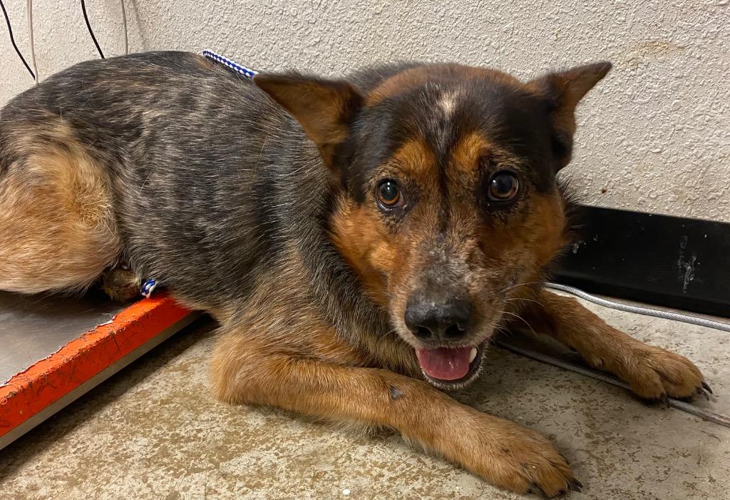 Mike Tyson, Adoptable, Young Male Cattle Dog.