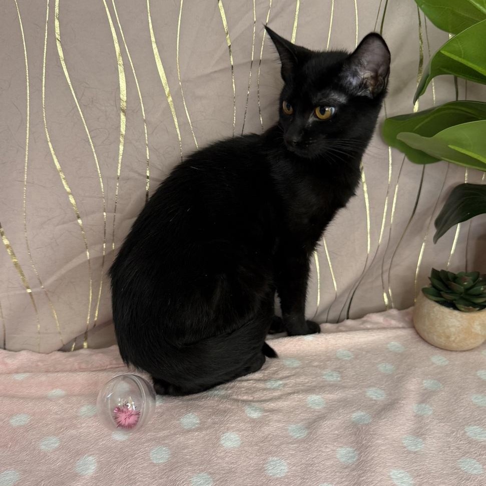 Enlarge Basiliski (FIV+), a Adoptable Domestic Short Hair in Tarrytown, NY image 2/4