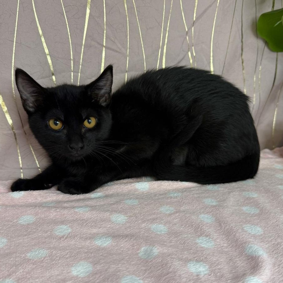 Enlarge Basiliski (FIV+), a Adoptable Domestic Short Hair in Tarrytown, NY image 3/4