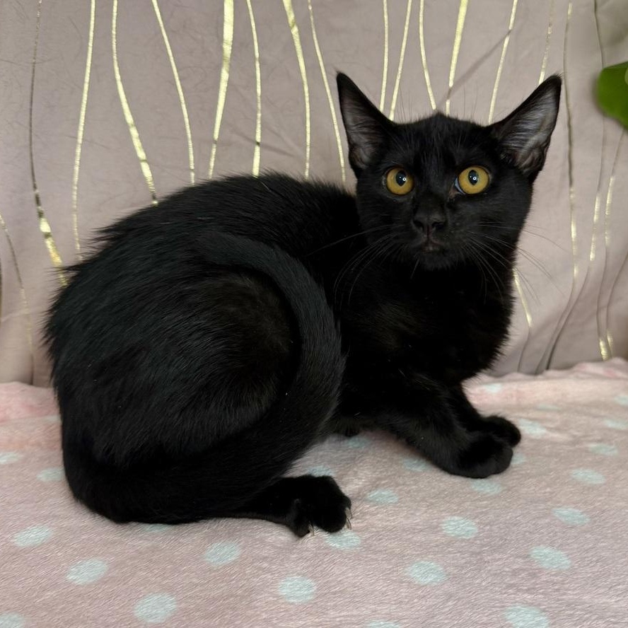 Enlarge Basiliski (FIV+), a Adoptable Domestic Short Hair in Tarrytown, NY image 4/4