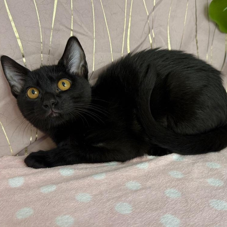 Enlarge Basiliski (FIV+), a Adoptable Domestic Short Hair in Tarrytown, NY image 1/4