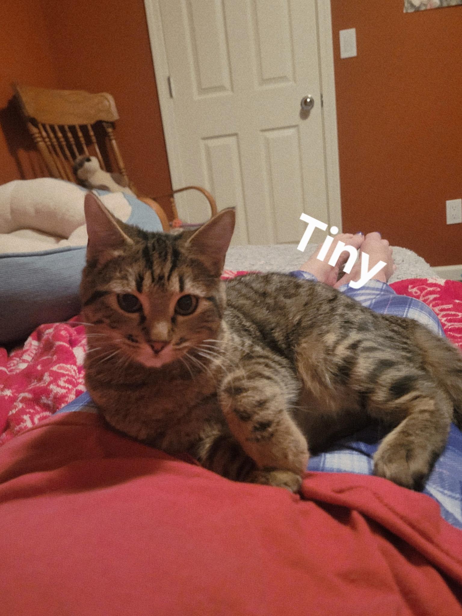 Enlarge Tiny, a Adoptable Domestic Short Hair in Gardnerville, NV image 1/5