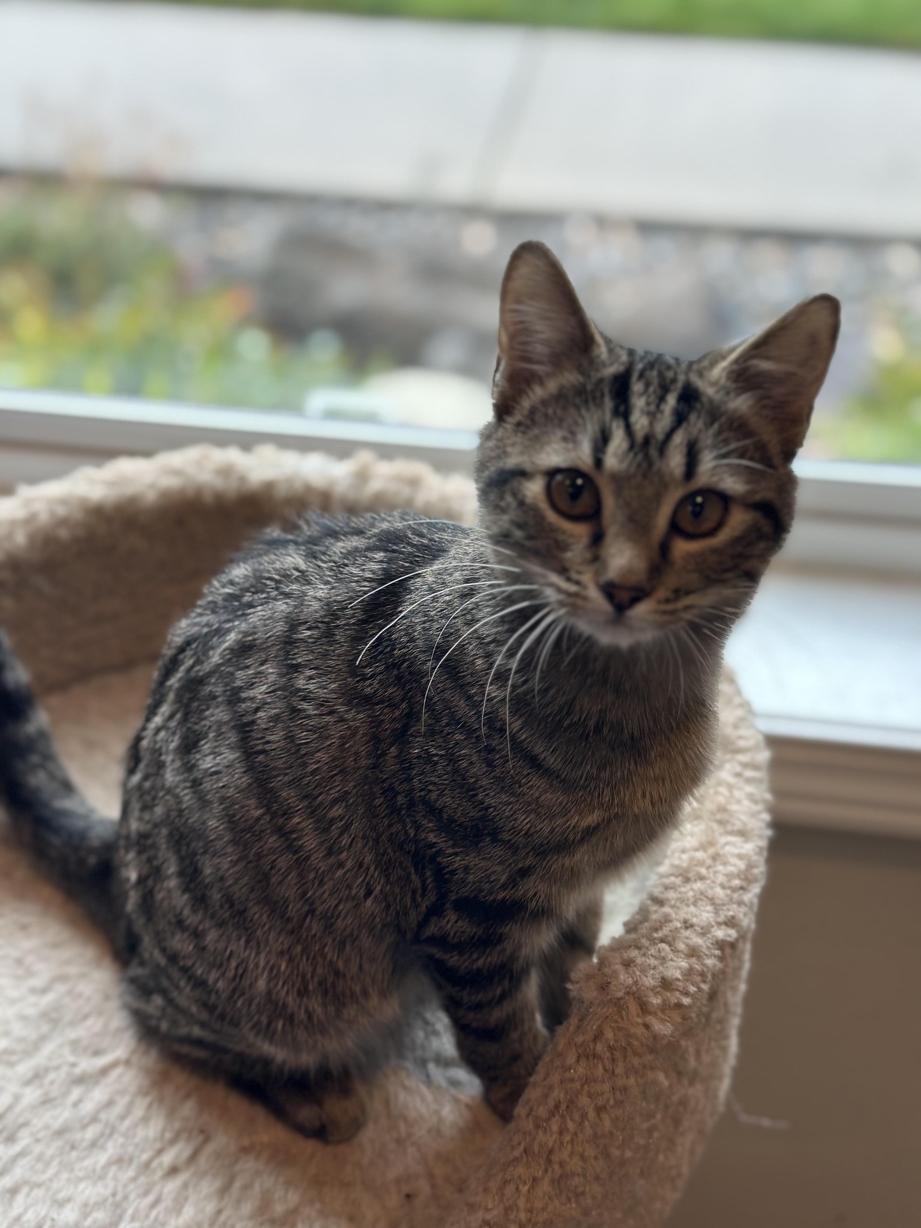 Tiny, Adoptable, Kitten Female Domestic Short Hair.
