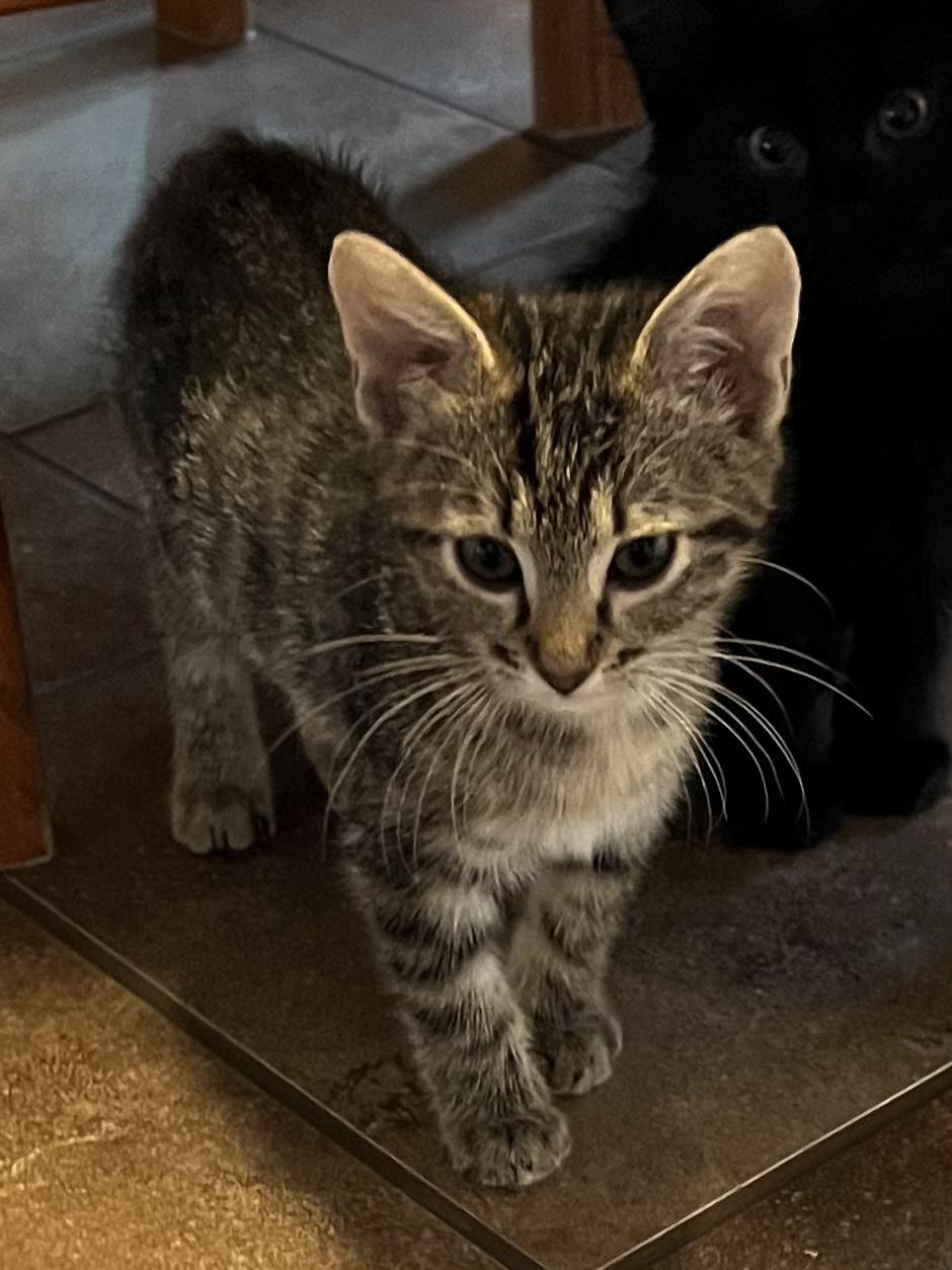 Enlarge Tiny, a Adoptable Domestic Short Hair in Gardnerville, NV image 4/5