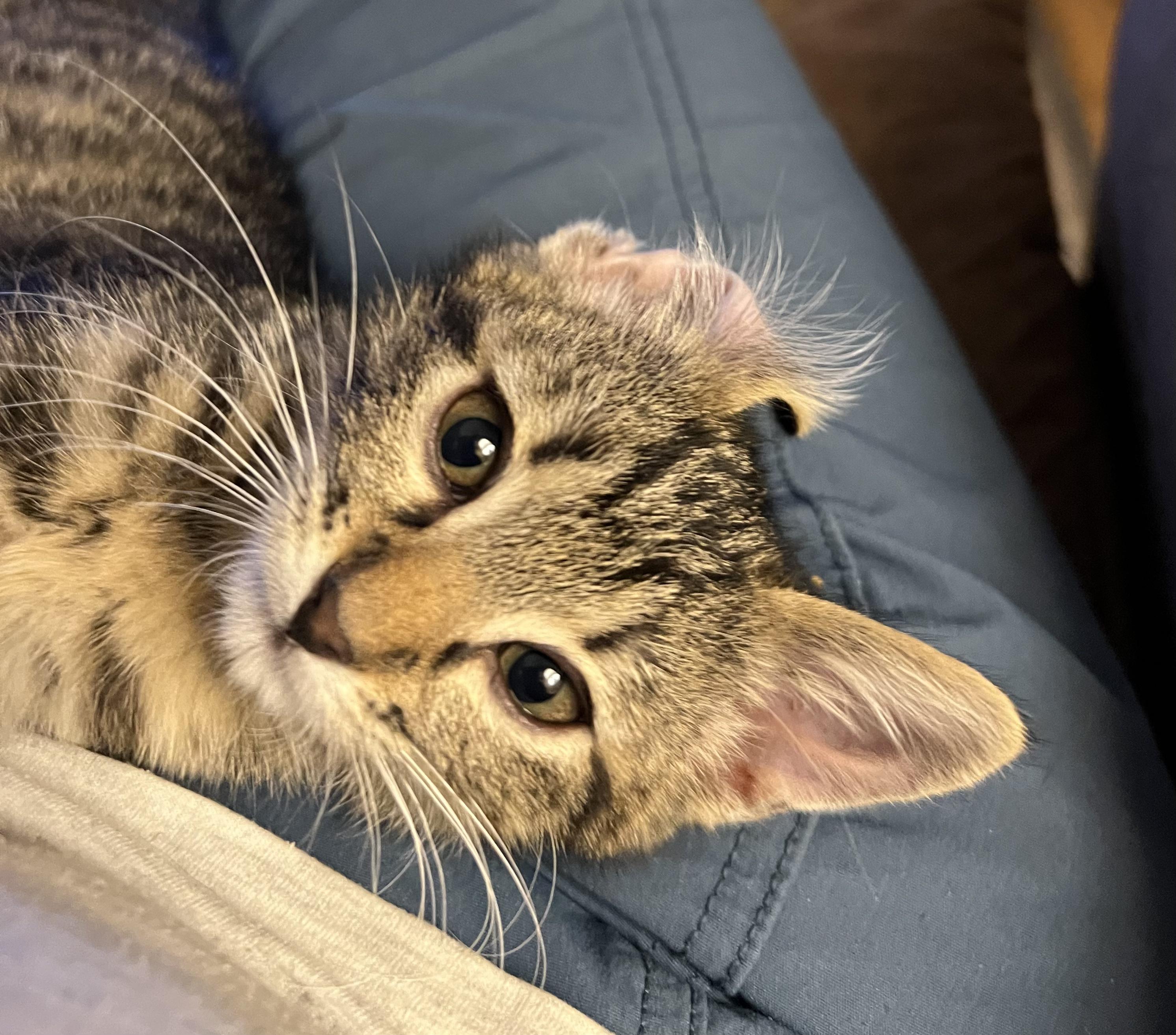 Enlarge Tiny, a Adoptable Domestic Short Hair in Gardnerville, NV image 5/5