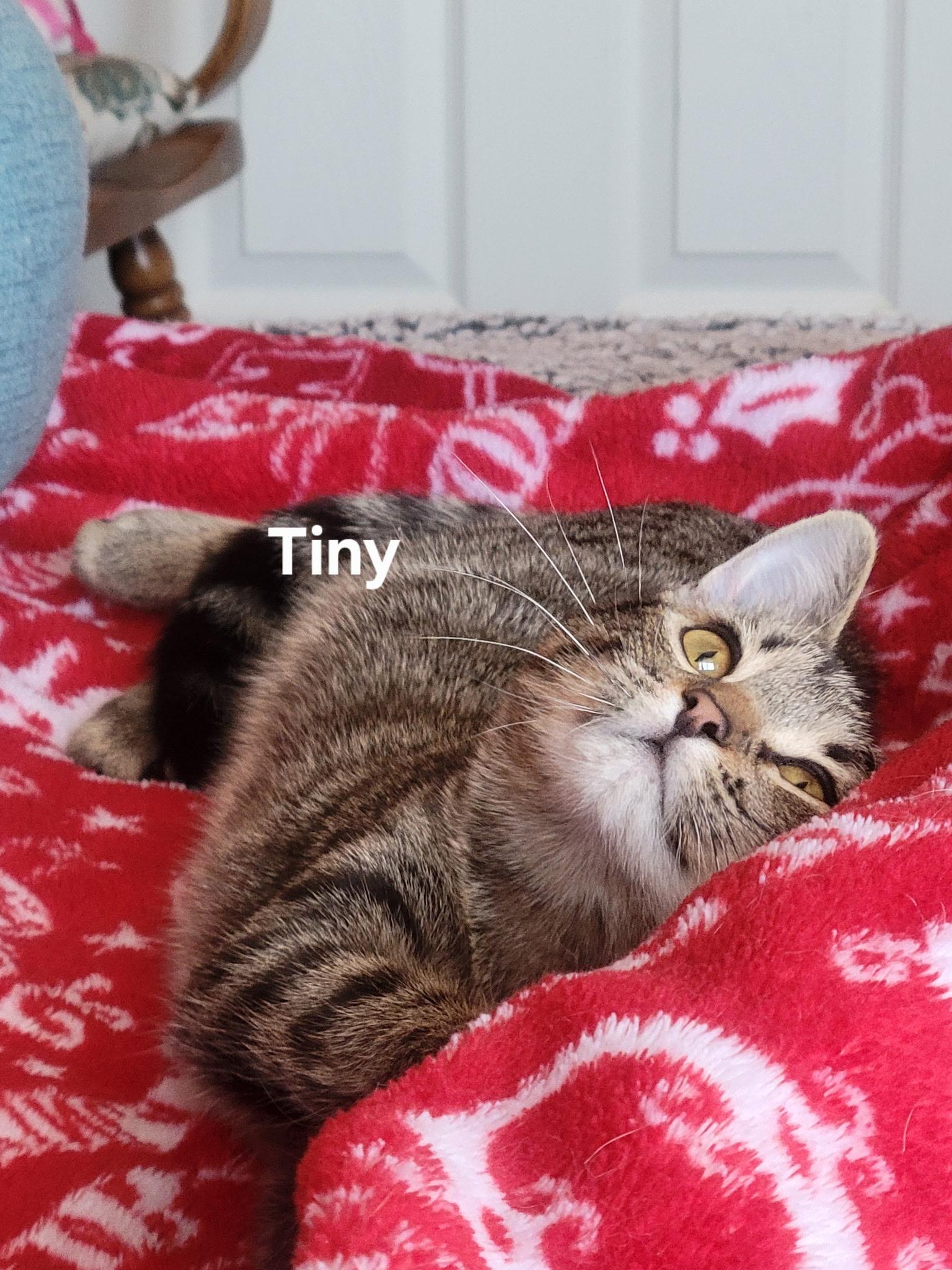 Enlarge Tiny, a Adoptable Domestic Short Hair in Gardnerville, NV image 3/5